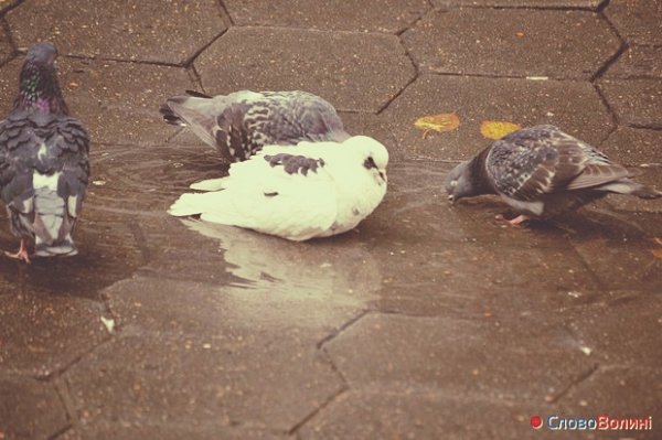 Луцьк в тумані. ФОТО